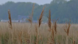bevrijdingsdag 2022 195